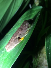 Hylomantis granulosa