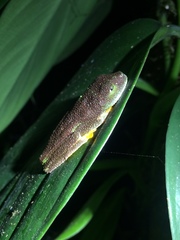 Hylomantis granulosa