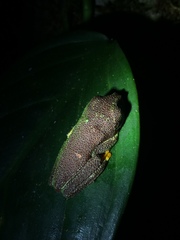 Hylomantis granulosa