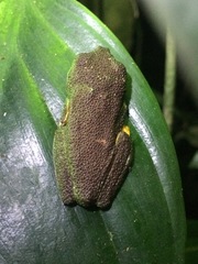 Hylomantis granulosa