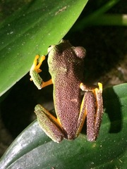 Hylomantis granulosa