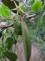 Vincetoxicum carnosum