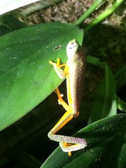 Hylomantis granulosa