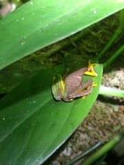 Hylomantis granulosa