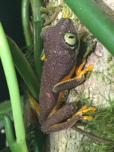 Granular Leaf frog, Hylomantis granulosa