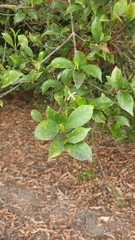 Tarenna