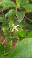 Tarenna