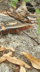 Zonosaurus laticaudatus