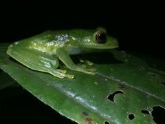Aplastodiscus sibilatus