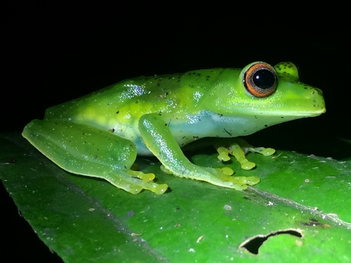 Subaúma Canebrake Tree Frog, Aplastodiscus sibilatus