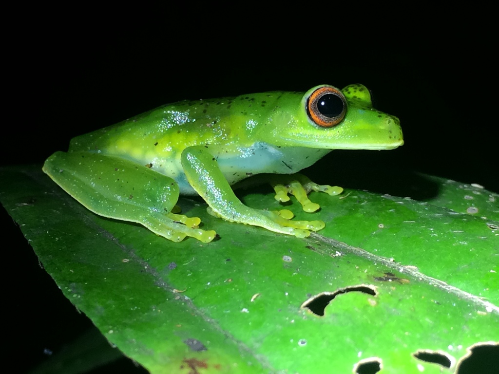 Subaúma Canebrake Tree Frog