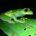 Subaúma Canebrake Tree Frog - Photo (c) Ben P, some rights reserved (CC BY), uploaded by Ben P
