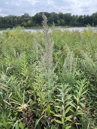 Sawtooth Wormwood (Artemisia serrata)