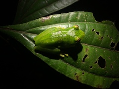 Aplastodiscus sibilatus