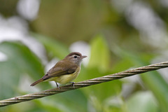 Vireo leucophrys