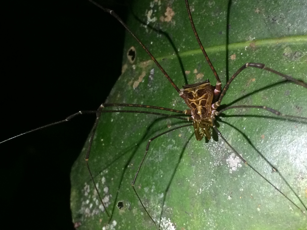 daddy longlegs