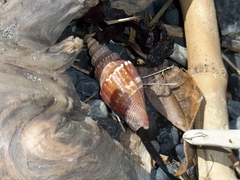Doxander japonicus
