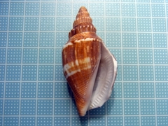 Doxander japonicus