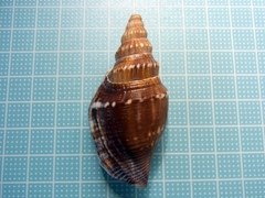 Doxander japonicus