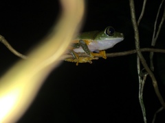 Hylomantis granulosa