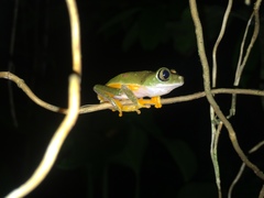 Hylomantis granulosa