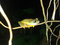 Hylomantis granulosa