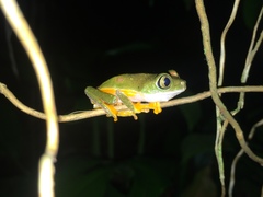 Hylomantis granulosa