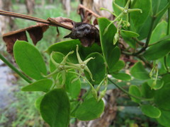 Vincetoxicum carnosum