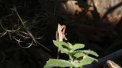 Erythranthe cardinalis