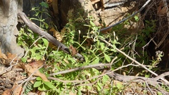 Erythranthe cardinalis