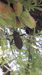 Pachylis argentinus