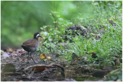 Gallirallus torquatus