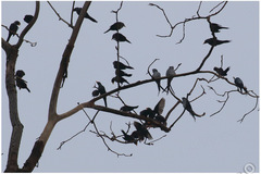 Hemiprocne longipennis