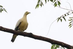 Ducula luctuosa