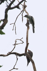 Lalage leucopygialis