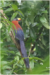 Rhamphococcyx calyorhynchus