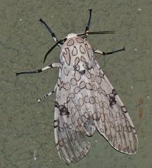 Hypercompe abdominalis