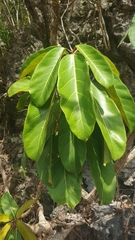 Ficus lutea