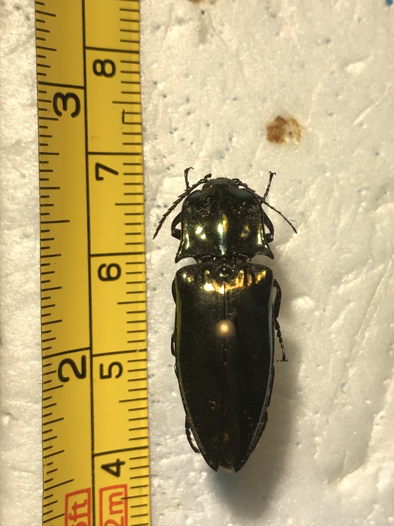 Campsosternus rasilus