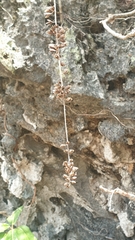 Hymenodictyon