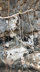 Hymenodictyon