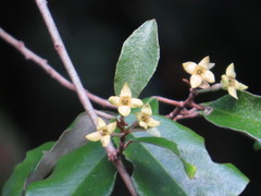 Elaeagnus triflora