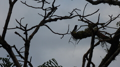 Tachycineta albiventer