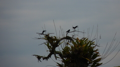 Tachycineta albiventer