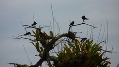 Tachycineta albiventer