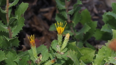 Hazardia squarrosa grindelioides