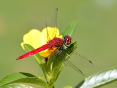 Aethriamanta nymphaeae
