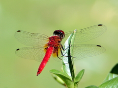 Aethriamanta nymphaeae