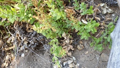 Hazardia squarrosa grindelioides