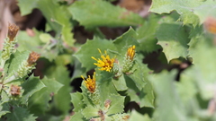 Hazardia squarrosa grindelioides